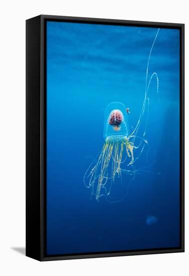 Underwater Jellyfish in Diego Ramirez Islands, Chile-Paul Souders-Framed Stretched Canvas