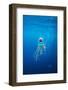 Underwater Jellyfish in Diego Ramirez Islands, Chile-Paul Souders-Framed Photographic Print