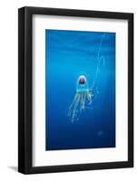 Underwater Jellyfish in Diego Ramirez Islands, Chile-Paul Souders-Framed Photographic Print