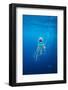 Underwater Jellyfish in Diego Ramirez Islands, Chile-Paul Souders-Framed Photographic Print