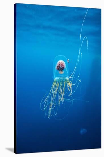 Underwater Jellyfish in Diego Ramirez Islands, Chile-Paul Souders-Stretched Canvas