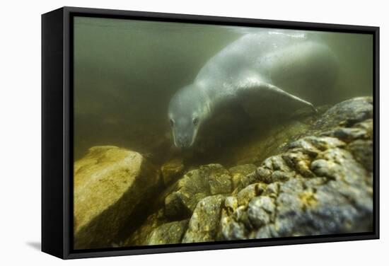 Underwater Leopard Seal, Antarctica-Paul Souders-Framed Stretched Canvas