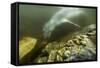 Underwater Leopard Seal, Antarctica-Paul Souders-Framed Stretched Canvas