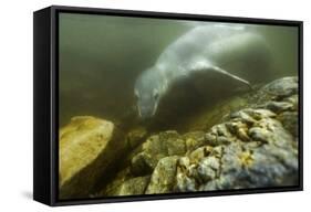 Underwater Leopard Seal, Antarctica-Paul Souders-Framed Stretched Canvas