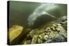 Underwater Leopard Seal, Antarctica-Paul Souders-Stretched Canvas
