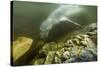 Underwater Leopard Seal, Antarctica-Paul Souders-Stretched Canvas