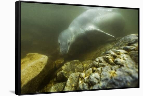Underwater Leopard Seal, Antarctica-Paul Souders-Framed Stretched Canvas
