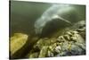 Underwater Leopard Seal, Antarctica-Paul Souders-Stretched Canvas