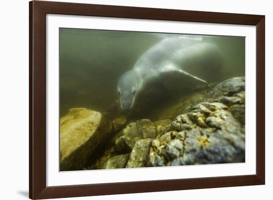Underwater Leopard Seal, Antarctica-Paul Souders-Framed Photographic Print