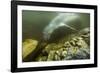 Underwater Leopard Seal, Antarctica-Paul Souders-Framed Photographic Print