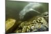 Underwater Leopard Seal, Antarctica-Paul Souders-Mounted Photographic Print