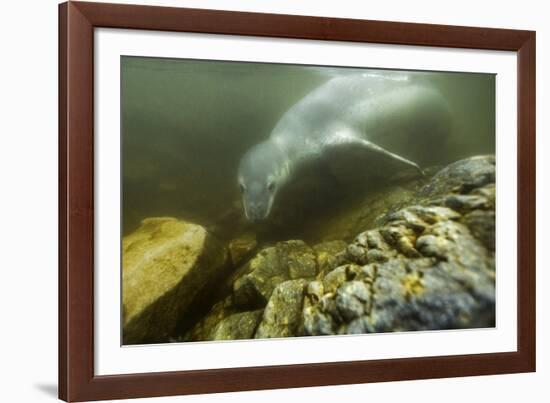 Underwater Leopard Seal, Antarctica-Paul Souders-Framed Photographic Print