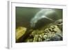 Underwater Leopard Seal, Antarctica-Paul Souders-Framed Photographic Print