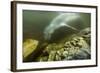 Underwater Leopard Seal, Antarctica-Paul Souders-Framed Photographic Print