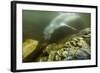 Underwater Leopard Seal, Antarctica-Paul Souders-Framed Photographic Print