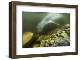 Underwater Leopard Seal, Antarctica-Paul Souders-Framed Photographic Print