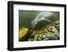 Underwater Leopard Seal, Antarctica-Paul Souders-Framed Photographic Print