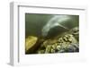 Underwater Leopard Seal, Antarctica-Paul Souders-Framed Photographic Print