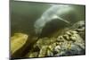 Underwater Leopard Seal, Antarctica-Paul Souders-Mounted Photographic Print