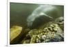 Underwater Leopard Seal, Antarctica-Paul Souders-Framed Photographic Print