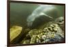 Underwater Leopard Seal, Antarctica-Paul Souders-Framed Photographic Print