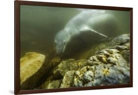 Underwater Leopard Seal, Antarctica-Paul Souders-Framed Photographic Print