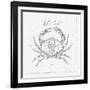 Underwater Life IV-Daphne Brissonnet-Framed Art Print