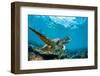 Underwater Marine Wildlife Postcard. A Turtle Sitting at Corals under Water Surface. Closeup Image-Willyam Bradberry-Framed Photographic Print