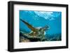 Underwater Marine Wildlife Postcard. A Turtle Sitting at Corals under Water Surface. Closeup Image-Willyam Bradberry-Framed Photographic Print