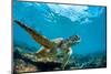 Underwater Marine Wildlife Postcard. A Turtle Sitting at Corals under Water Surface. Closeup Image-Willyam Bradberry-Mounted Photographic Print