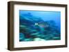 Underwater 'Motion' Parrotfish, Bahamas-Stuart Westmorland-Framed Photographic Print