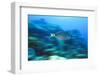 Underwater 'Motion' Parrotfish, Bahamas-Stuart Westmorland-Framed Photographic Print