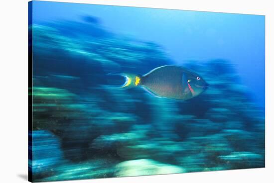 Underwater 'Motion' Parrotfish, Bahamas-Stuart Westmorland-Stretched Canvas