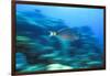 Underwater 'Motion' Parrotfish, Bahamas-Stuart Westmorland-Framed Photographic Print