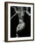 Underwater Nude, 1979-Brett Weston-Framed Photographic Print