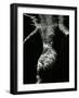 Underwater Nude, 1979-Brett Weston-Framed Photographic Print