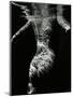 Underwater Nude, 1979-Brett Weston-Mounted Premium Photographic Print