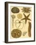 Underwater Oddities I-Vision Studio-Framed Art Print