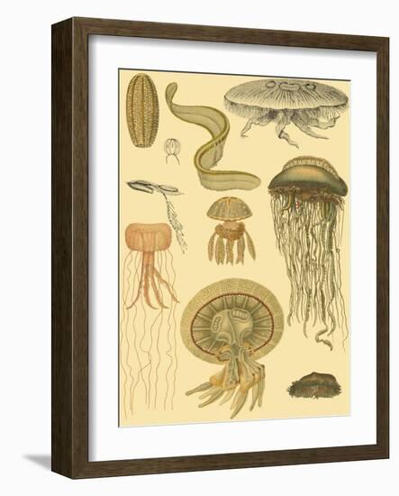 Underwater Oddities II-Vision Studio-Framed Art Print