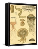 Underwater Oddities II-Vision Studio-Framed Stretched Canvas