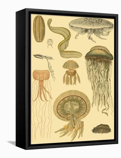 Underwater Oddities II-Vision Studio-Framed Stretched Canvas