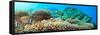 Underwater Panorama with Coral and Fishes. Andaman Sea. Merged from 5 Images-GoodOlga-Framed Stretched Canvas