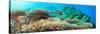 Underwater Panorama with Coral and Fishes. Andaman Sea. Merged from 5 Images-GoodOlga-Stretched Canvas