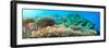 Underwater Panorama with Coral and Fishes. Andaman Sea. Merged from 5 Images-GoodOlga-Framed Premium Photographic Print