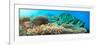 Underwater Panorama with Coral and Fishes. Andaman Sea. Merged from 5 Images-GoodOlga-Framed Photographic Print