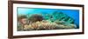 Underwater Panorama with Coral and Fishes. Andaman Sea. Merged from 5 Images-GoodOlga-Framed Photographic Print