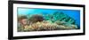 Underwater Panorama with Coral and Fishes. Andaman Sea. Merged from 5 Images-GoodOlga-Framed Photographic Print