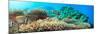 Underwater Panorama with Coral and Fishes. Andaman Sea. Merged from 5 Images-GoodOlga-Mounted Photographic Print