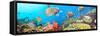 Underwater Panorama-GoodOlga-Framed Stretched Canvas