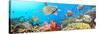 Underwater Panorama-GoodOlga-Stretched Canvas